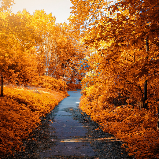 Autumn Harvest